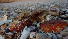 crab shell and weed